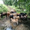 Finca Hermosa en San Carlos. JRC436 - Imagen 12