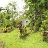 Quinta en Rio Cuarto de San Carlos, Alajuela. SCG11 - Image 37