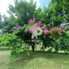 Quinta en Rio Cuarto de San Carlos, Alajuela. SCG11 - Image 29