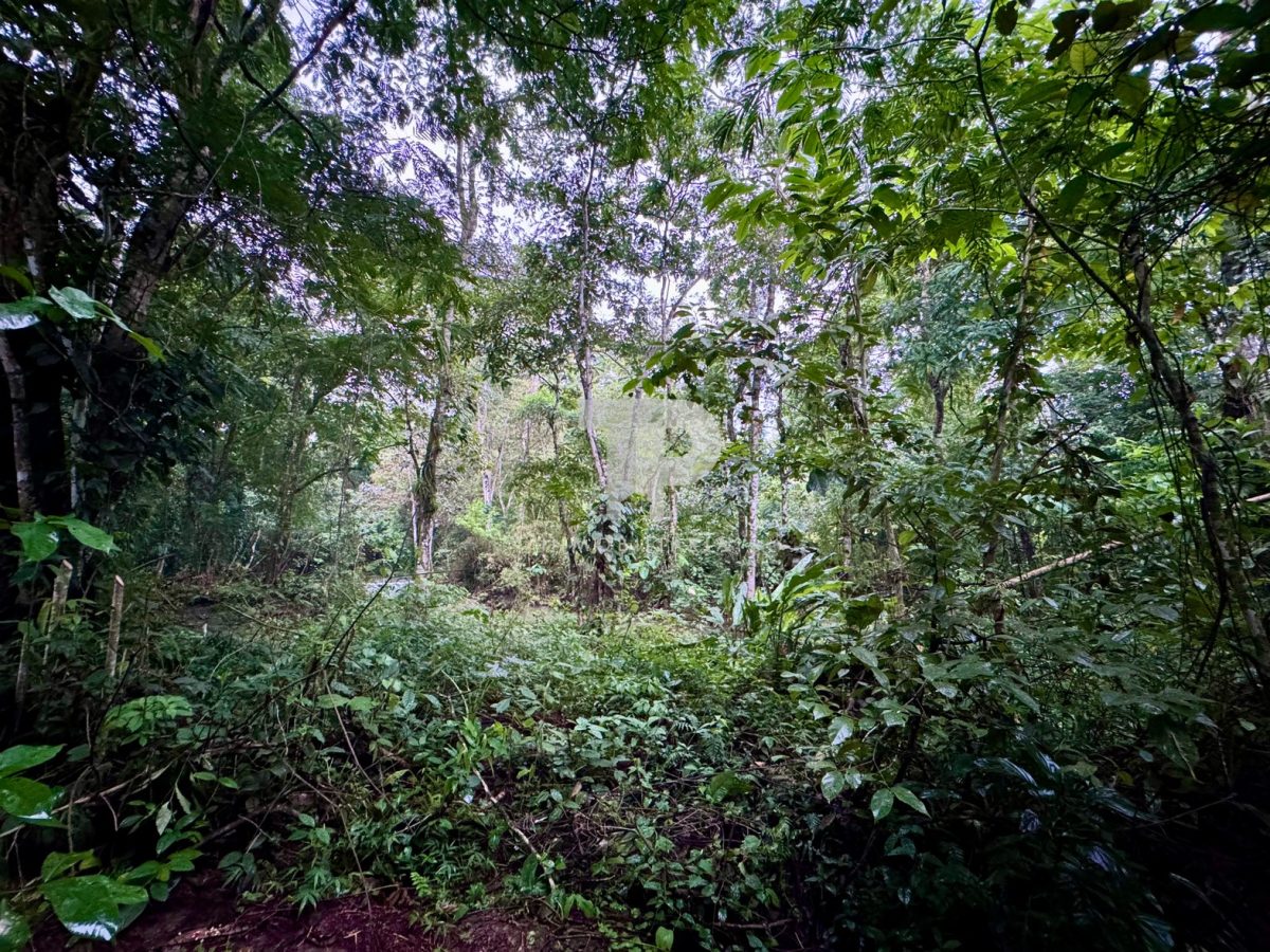 Lote en Chachagua Camino La Fortuna de San Carlos, Alajuela. JRSC45 - Imagen 10
