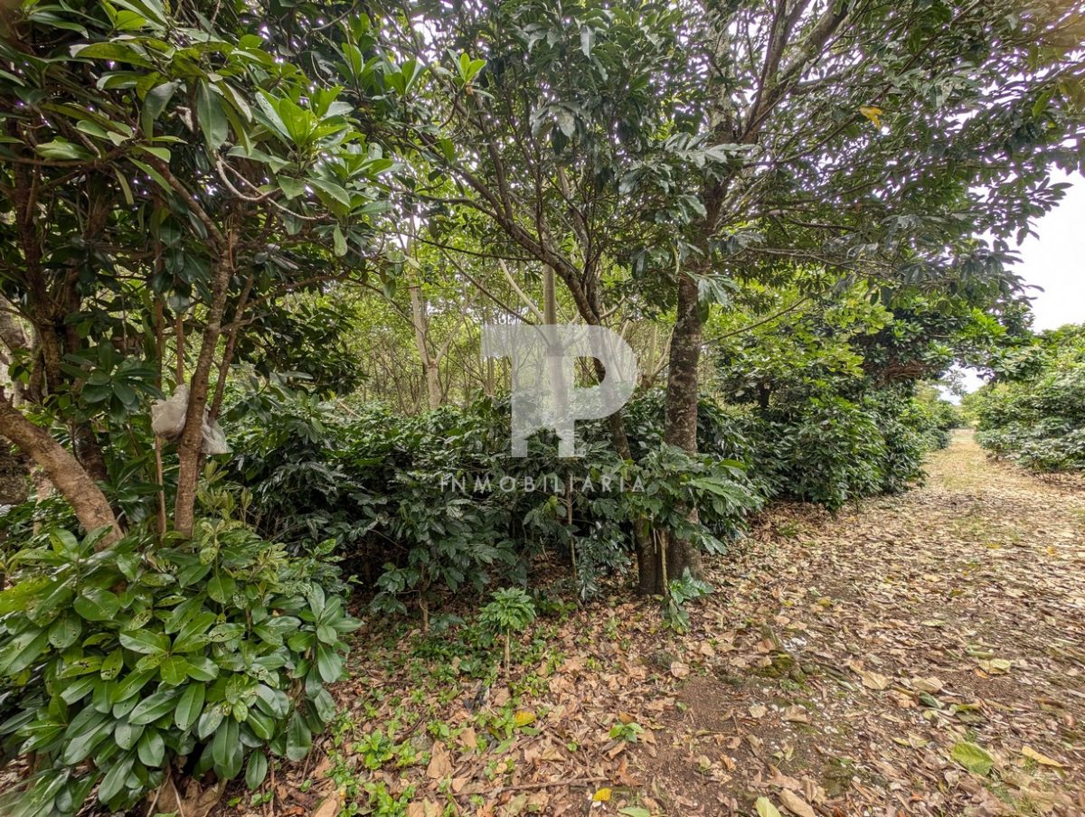 Terreno Entre San Pablo y Santo Domingo de Heredia SCG32 - Imagen 18